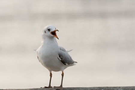 Seagull singing on bridge railの写真素材
