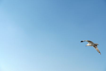 Bird flying on clear sky (space for text)の写真素材