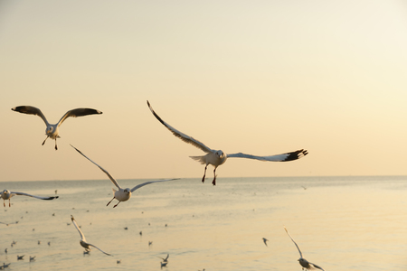 Bird flying over the sea at sunset (space for text)の写真素材