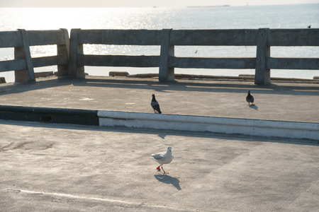 Seagull walking on the ground, Funny looking seagullの写真素材