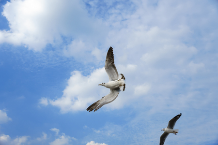 Seagull flips over on skyの写真素材