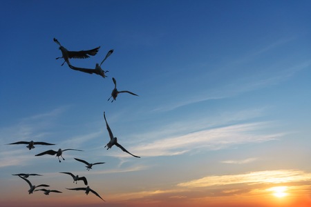 Backlit Funny looking seagulls during snatching food in sky at sunset (Space for text)の写真素材