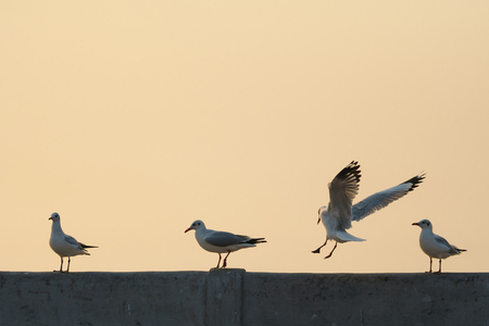 Backlit Seagull landing on bridge rail at sunset (space for text)の写真素材