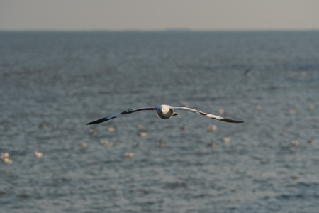 Seagulls flying over the sea at sunsetの写真素材