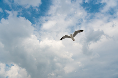 Bird flying on cloud and skyの写真素材