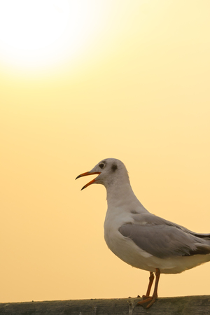 Seagull perches on bridge rail (space for text)の写真素材