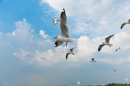 Group of Birds flying on cloud and skyの写真素材