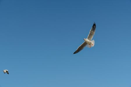 Bird flying on clear skyの写真素材