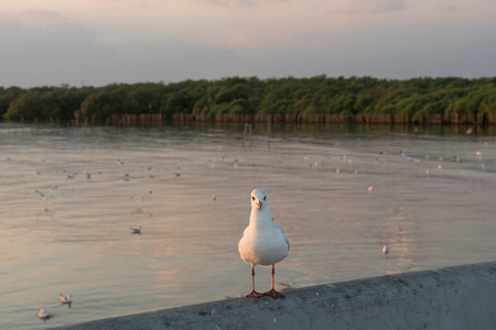 Seagull perches on bridge rail at sunset, Funny looking seagullの写真素材