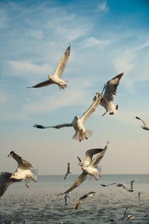 Seagulls snatching food in sky during low tideの写真素材