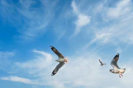 Seagulls snatching food in skyの写真素材