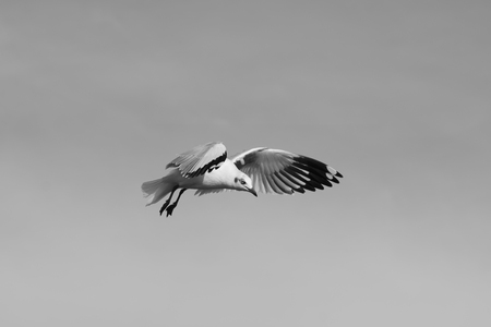 Seagull flying spread wings on clear sky (Toned image)の写真素材