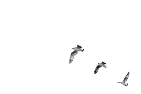 Bird taking off to sky, (Space for text)の写真素材