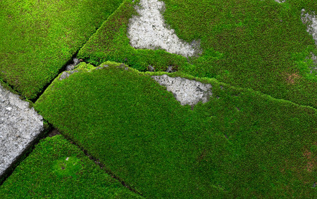 Brick floors covered with green mosses (background)の写真素材