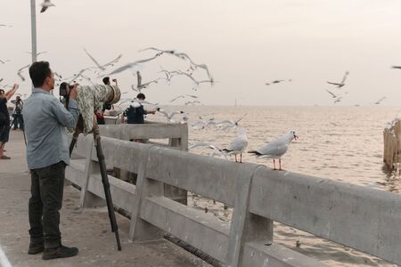 Samut Prakan, Thailand - November 14, 2018: Birds perch on bridge rail at sunset at Bang Pu seaside-has many migratory birds live therefore there become tourist attractionsのeditorial素材