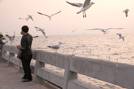 Samut Prakan, Thailand - November 14, 2018: Bird perches on bridge rail at sunset at Bang Pu seaside-has many migratory birds live therefore there become tourist attractionsのeditorial素材