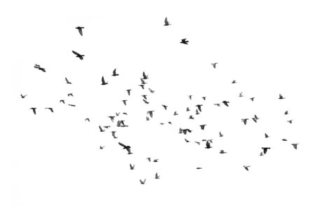 Group of birds flying in the sky ,Black and white (Isolated on white background)の写真素材