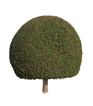 Round shaped tree isolated on white backgroundの写真素材