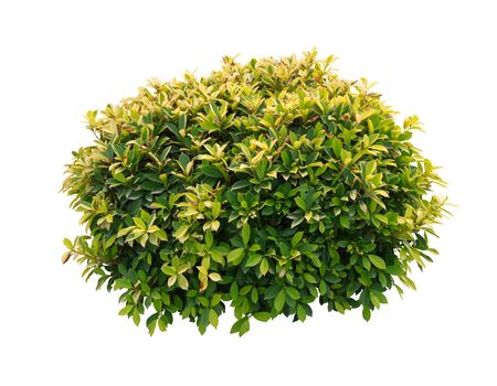 Round bush isolated on white backgroundの写真素材