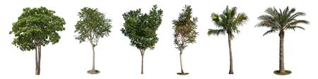 Collection of decorating trees in public parks Isolated on white background, for use in architectural designの写真素材