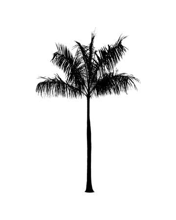 Silhouette of Tree isolated on white backgroundのイラスト素材