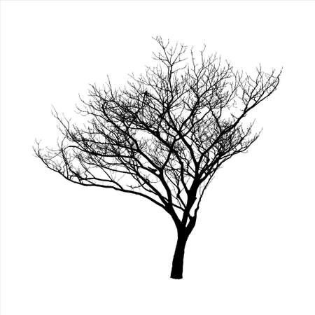 Silhouette of Tree isolated on white backgroundのイラスト素材