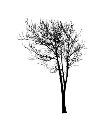 Silhouette of Tree isolated on white backgroundのイラスト素材