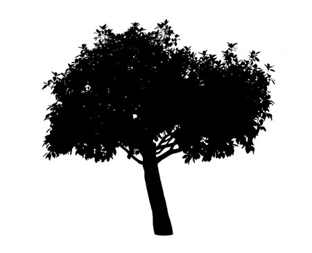Silhouette of Tree isolated on white backgroundの写真素材