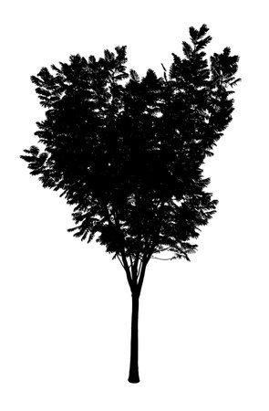 Silhouette of Tree isolated on white backgroundの写真素材
