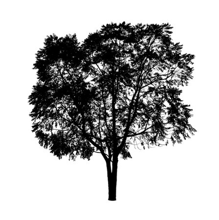 Silhouette of Tree isolated on white backgroundの写真素材