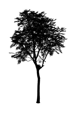 Silhouette of Tree isolated on white backgroundの写真素材