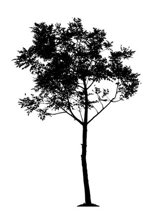 Silhouette of Tree isolated on white backgroundの写真素材
