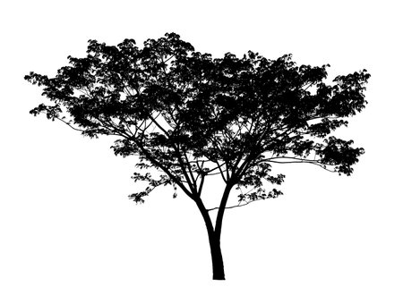 Silhouette of Tree isolated on white backgroundの写真素材