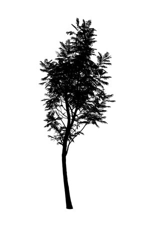 Silhouette of Tree isolated on white backgroundの写真素材