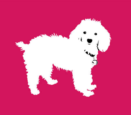 Adorable white Poodle dog on Pink background, Pop art style vector illustration