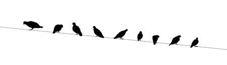 Silhouette of Pigeons perch on a wire. Vector illustration of birds for decoration landscape artworkのイラスト素材
