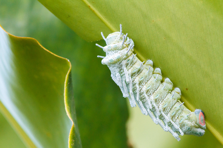 Atlas Moth Attacus atlas Caterpillar : Last stage of largest caterpillar attacus atlas moth.の写真素材
