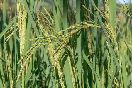 Rice spike in rice field. thailand.の写真素材