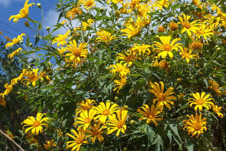 Mexican Sunflower Dok Bua Tong in doi hua mae kam, chiang rai, thailandの写真素材