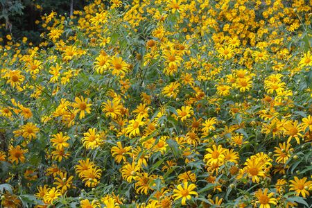 Mexican Sunflower Dok Bua Tong in doi hua mae kam, chiang rai, thailand.の写真素材