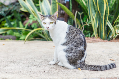 Thai catの写真素材