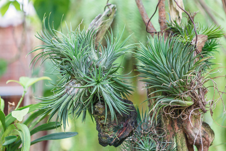 Orchid on wood timberの写真素材