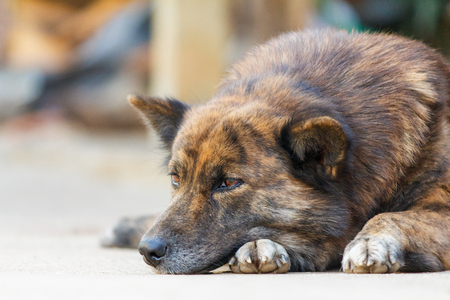 Thai dog resting on grunge concrete floor.の写真素材
