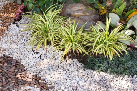 Landscaping combinations of plant and grass.の写真素材