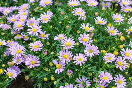 Tatarian aster's purple flowers blooming Aster tataricusの写真素材