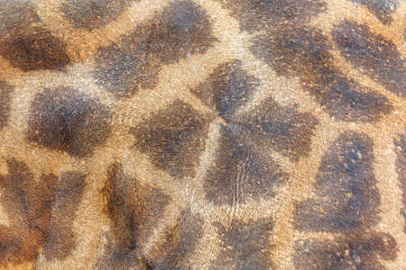 textured skin of giraffeの写真素材