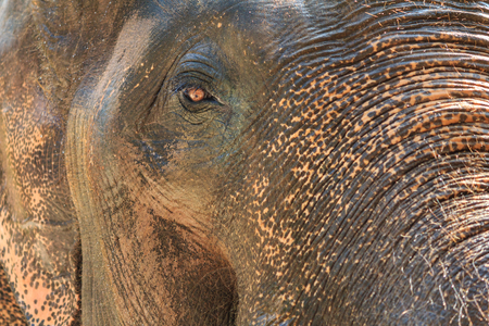 A close up photo of a elephants eye, eyelashes, wrinkles and face. .の写真素材