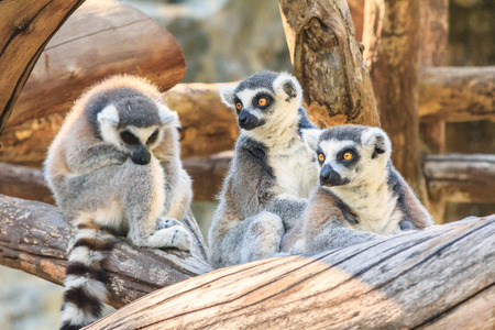 Ring tailed lemur at zoo