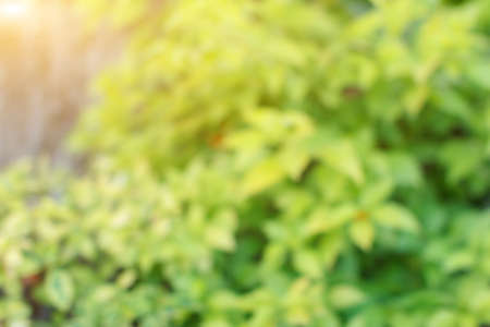 Natural green blurred background.の写真素材