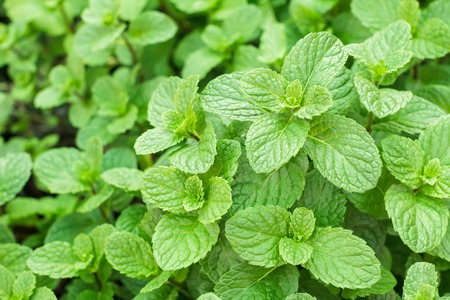 Kitchen Mint, Marsh Mint herbs in vegetable garden for background and design. Closeup green leaves...